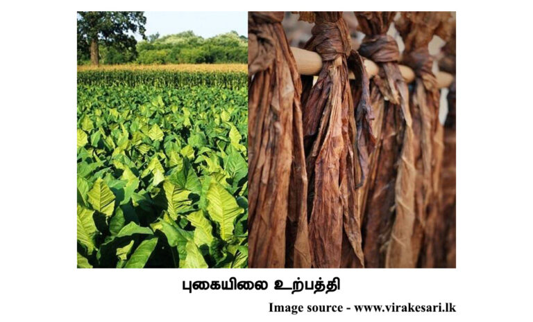 புகையிலை உற்பத்தி 