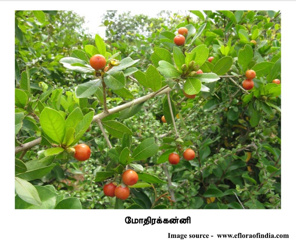 மோதிரக்கன்னி 