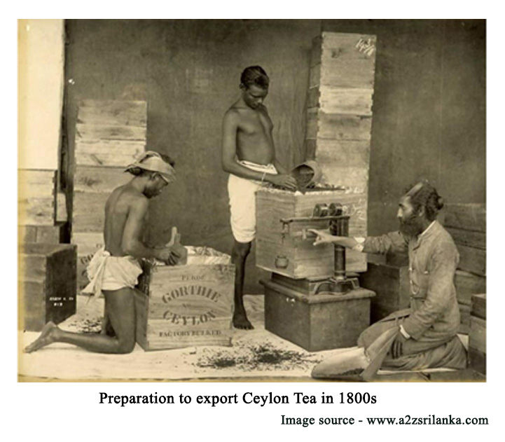 Preparation to export Ceylon tea in 1800s