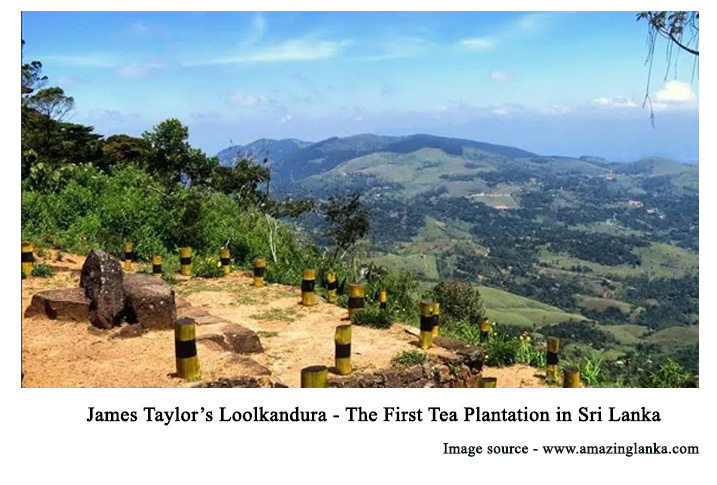 THE FIRST TEA PLANTATION IN SRILANKA 