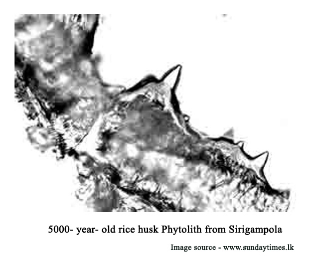 5000 – year – old rice husk phytolith from sirigampola