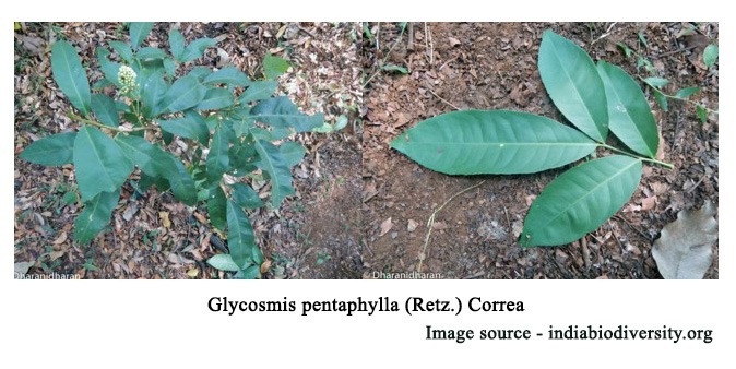 Glycosmis pentaphylla (Retz) correa