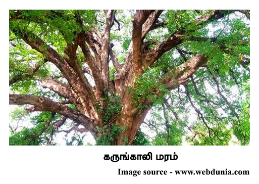 கருங்காலி மரம் 