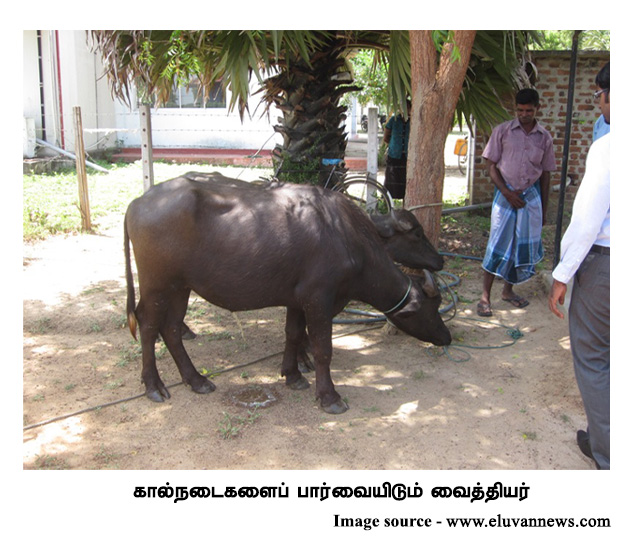 கால்நடைகளைப் பார்வையிடும் வைத்தியர்