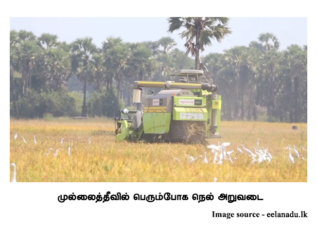 முல்லைத்தீவில் பெரும்போக நெல் அறுவடை 