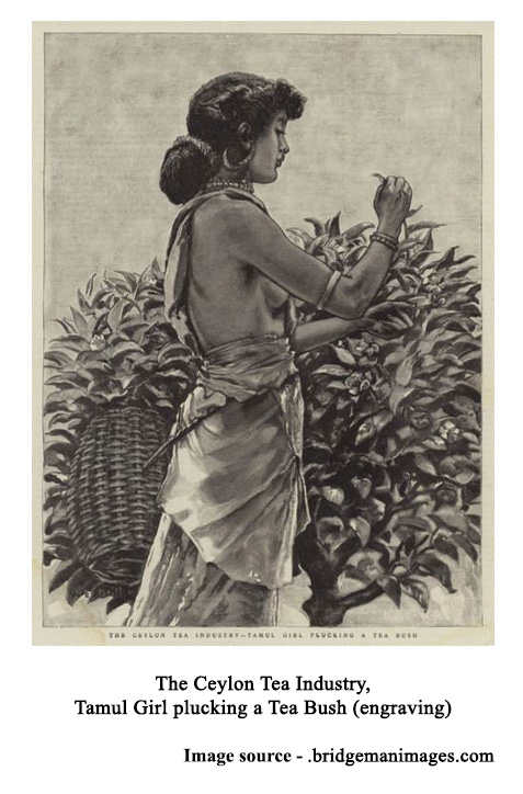 The Ceylon tea industry tamil girl plucking a tea bush