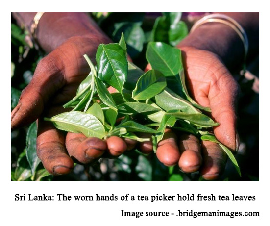 the worn hands of a tea picker hold fresh tea leaves