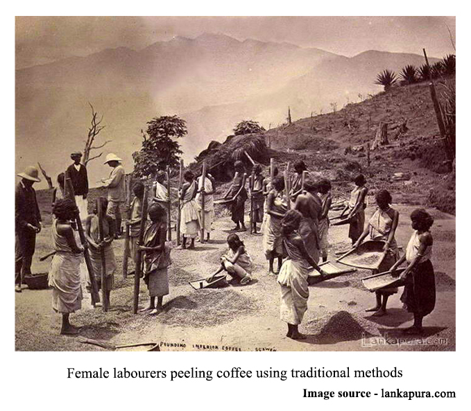 Female labourers peeling coffee using traditional methods