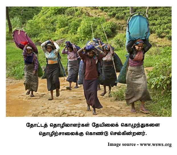 தோட்டத்-தொழிலாளர்கள்-தேயிலைக்-கொழுந்துகளை-தொழிற்சாலைக்கு-கொண்டு-செல்கின்றனர்