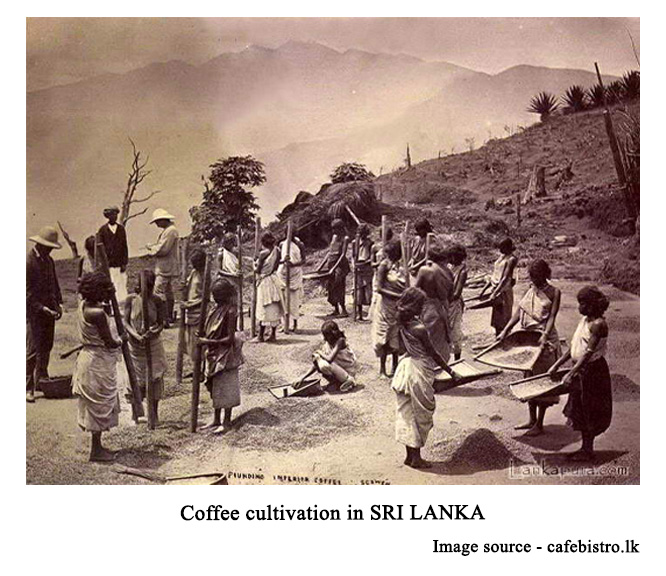 COFFEE CULTIVATION IN SRI LANKA