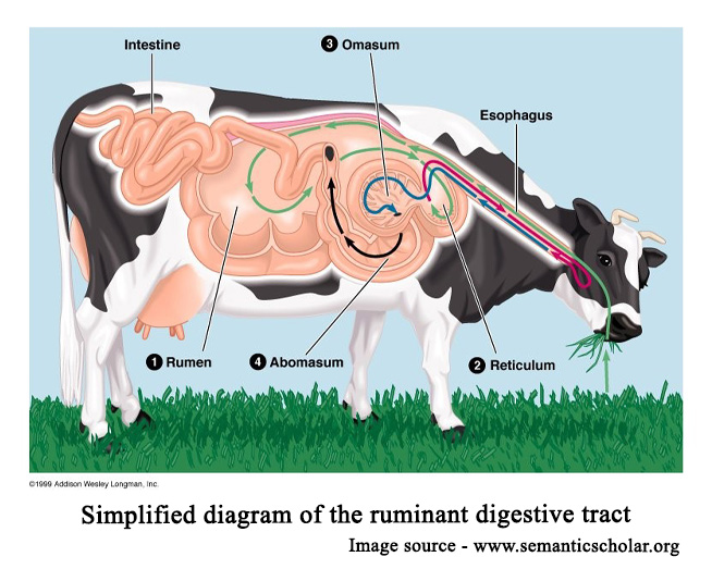 Simplified schematic diagram of the ruminant digestive tract