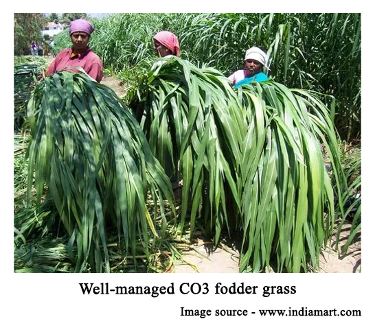 Well-managed CO3 fodder grass