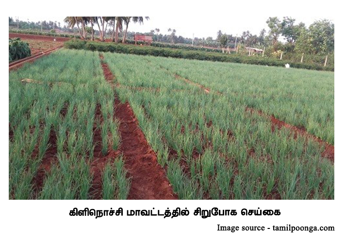 கிளிநொச்சி-மாவட்டத்தில்-சிறுபோக-செய்கை