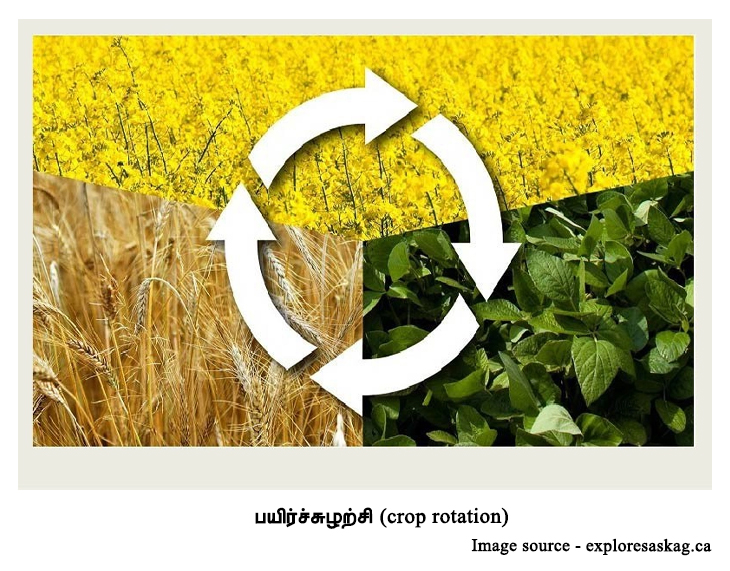 பயிர்ச்சுழற்சி (crop rotation)
