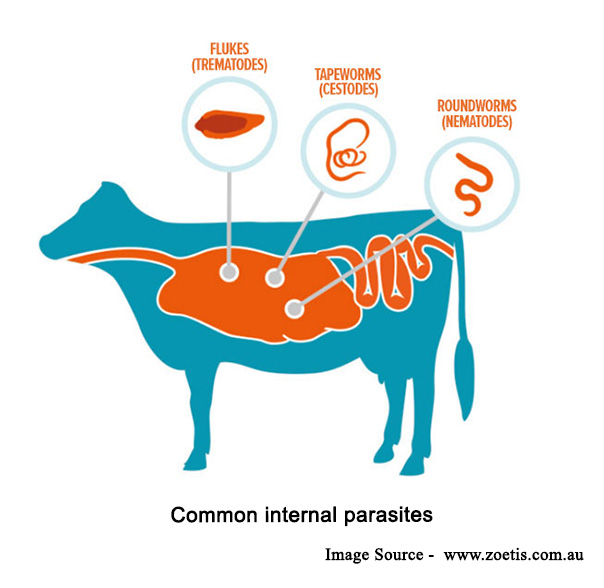 Common-internal-parasites