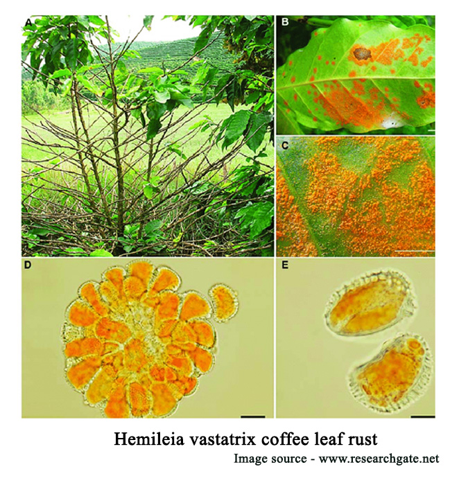 Hemileia-vastatrix