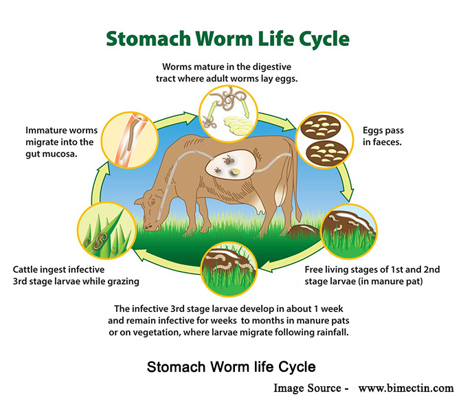 Stomach-Worm-life-Cycle-1