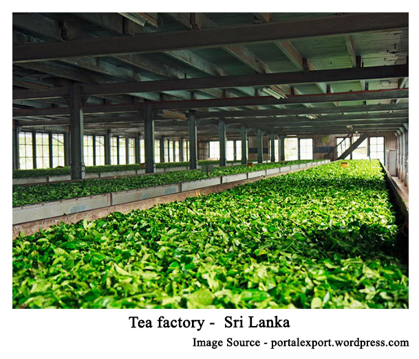 tea-factory-Sri-Lanka-1