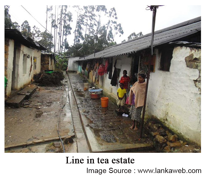 line in tea estate
