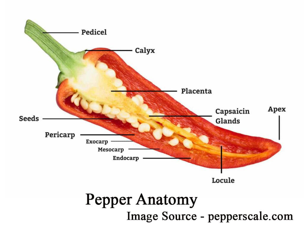 pepper-anatomy