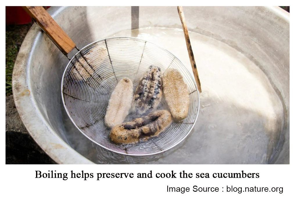 Boiling-helps-preserve-and-cook-the-sea-cucumbers