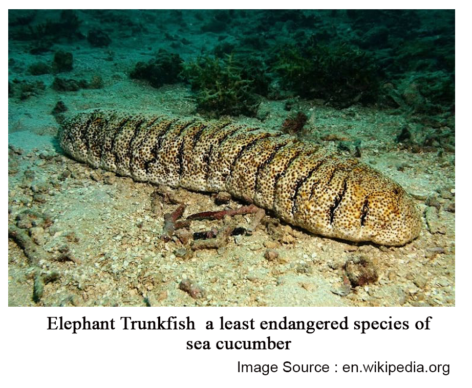 Elephant-Trunkfish-a-least-endangered-species-of-sea-cucumber