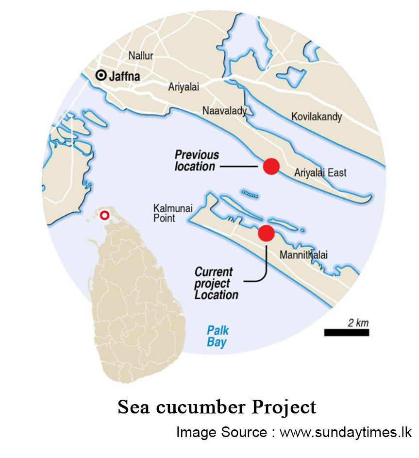 Sea-cucumber-Project