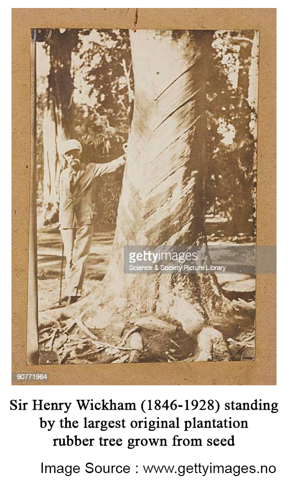 Sir-Henry-Wickham-1846-1928-standing-by-the-largest-original-plantation-rubber-tree-grown-from-seed
