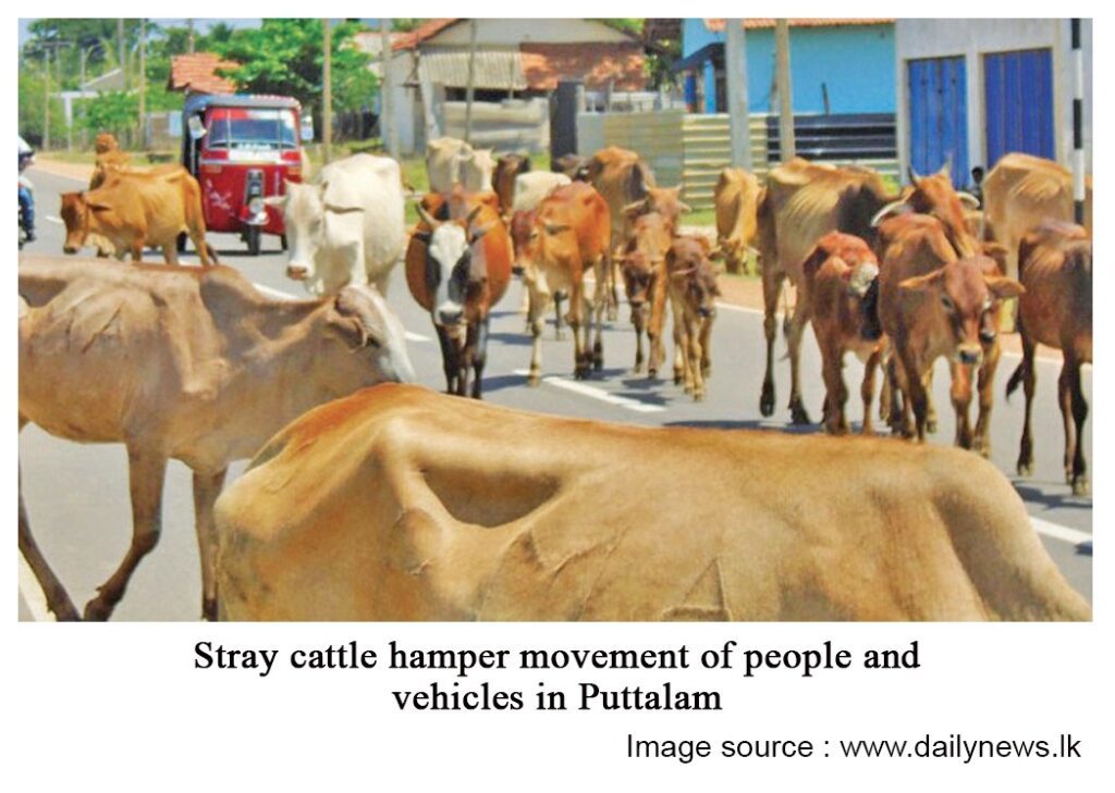 Stray-cattle-hamper-movement-of-people-and-vehicles-in-Puttalam