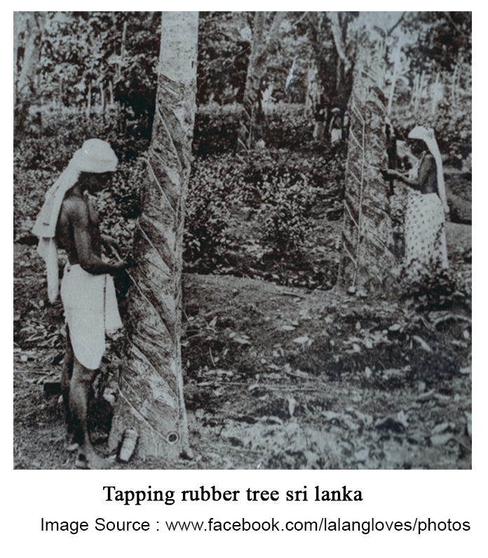 Tapping-rubber-tree-sri-lanka-1