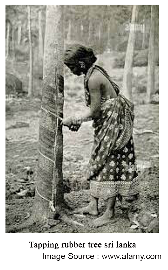 Tapping-rubber-tree-sri-lanka-1