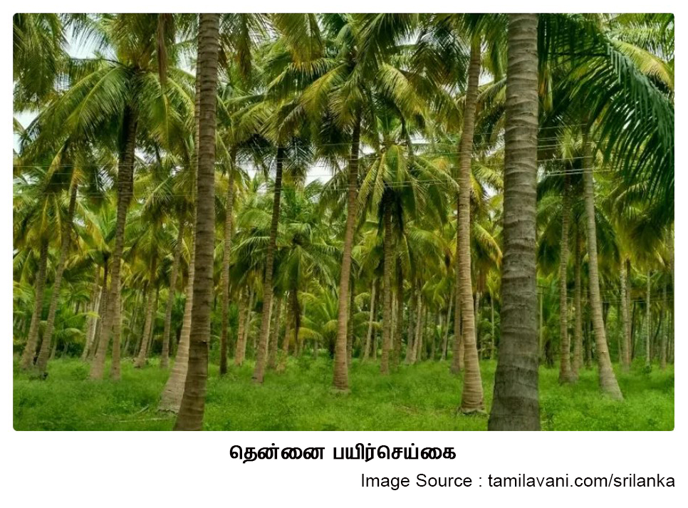 தென்னை-பயிர்செய்கை