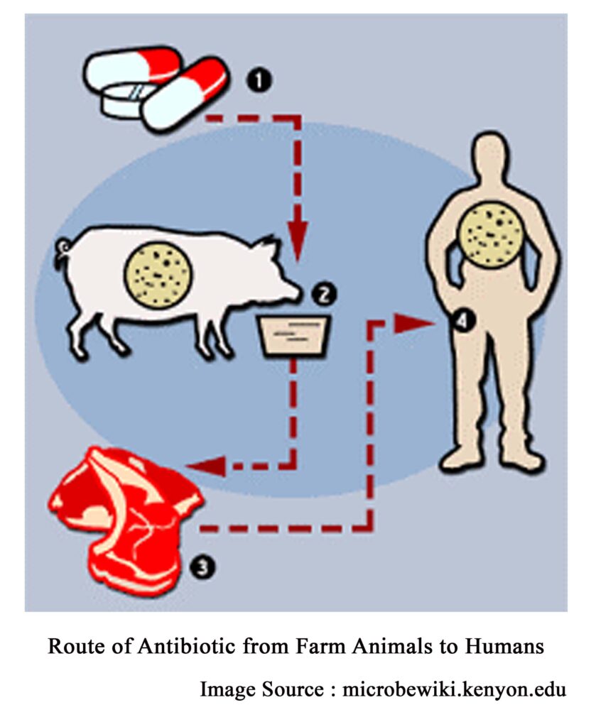 Route of Antibiotic from Farm Animals to Humans