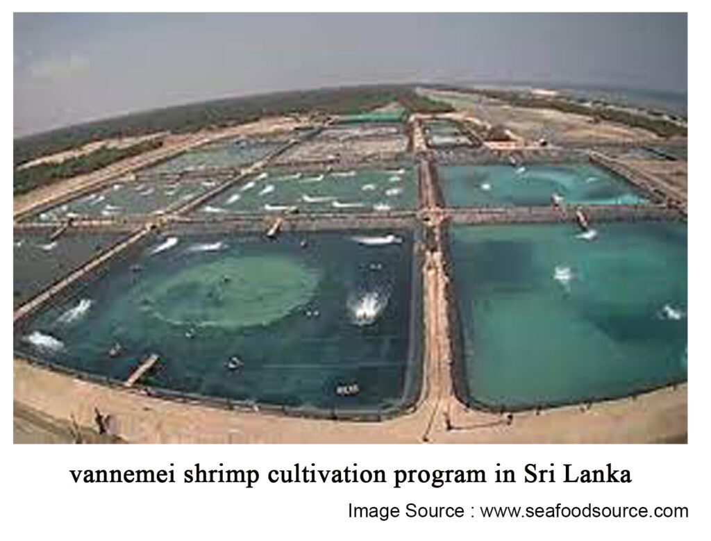 vannemei-shrimp-cultivation-program-in-Sri-Lanka