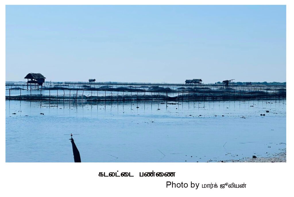 sea cucumber farm 02 (2)