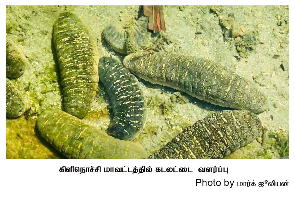 sea cucumber farm - Kilinochi 02