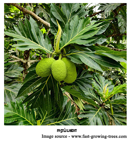 breadfruit tree