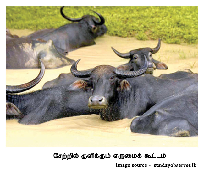 buffaloes in water