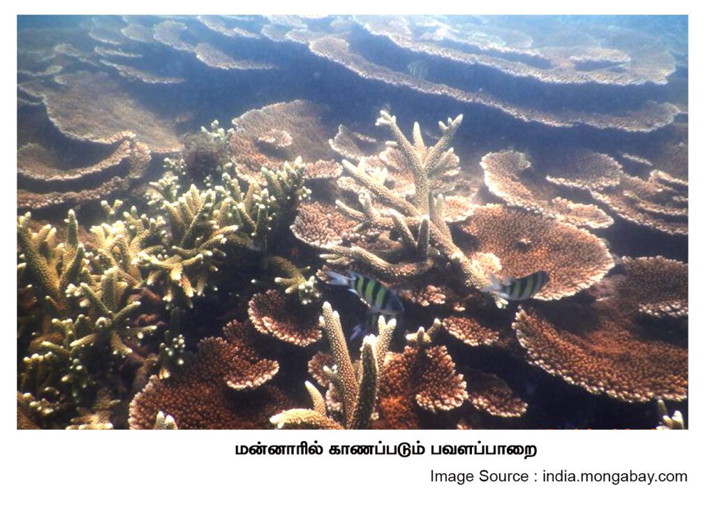 coral in Mannar