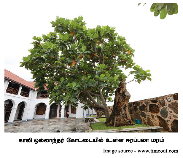 galle fort breadfruit tree