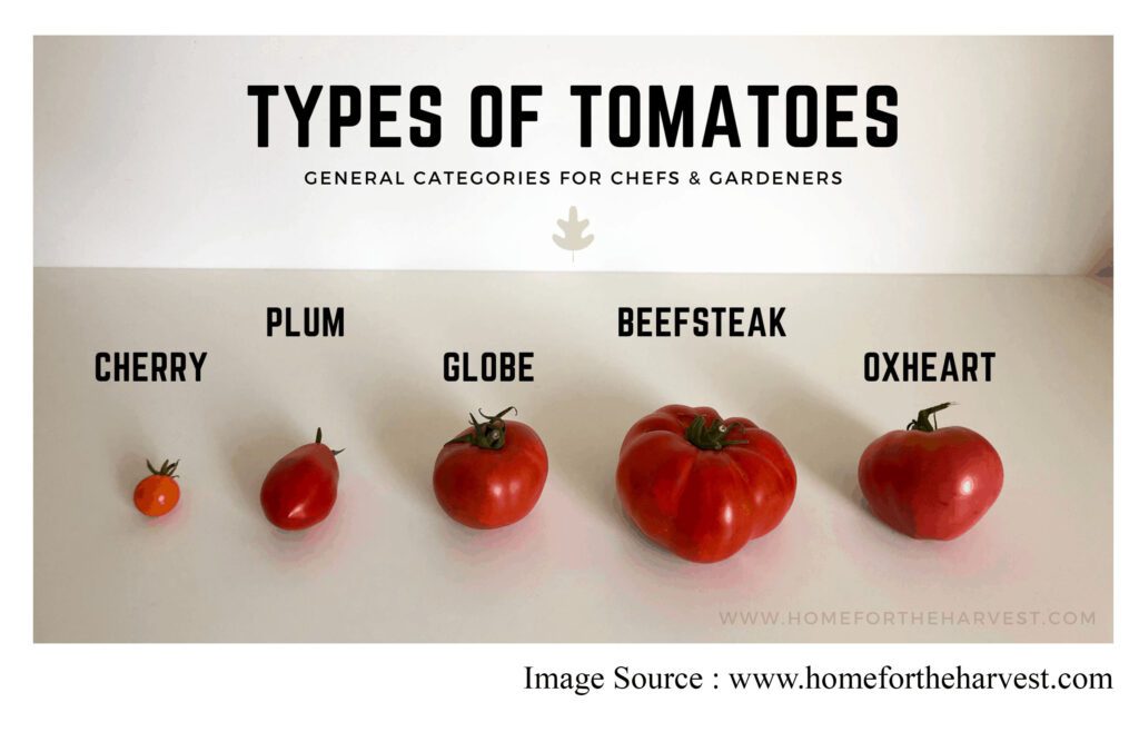 type of tomatoes
