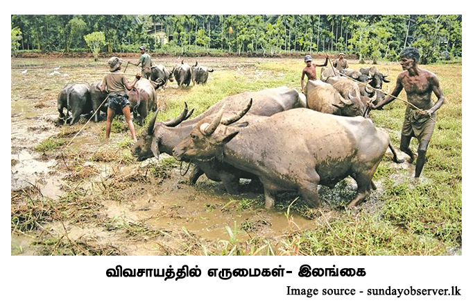 buffalos in agriculture