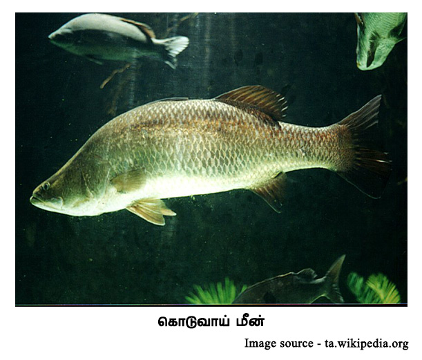 Koduva fish