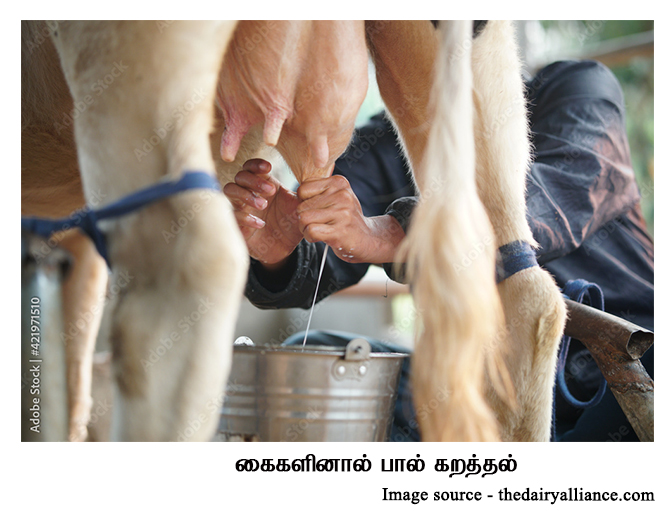 milking with hand