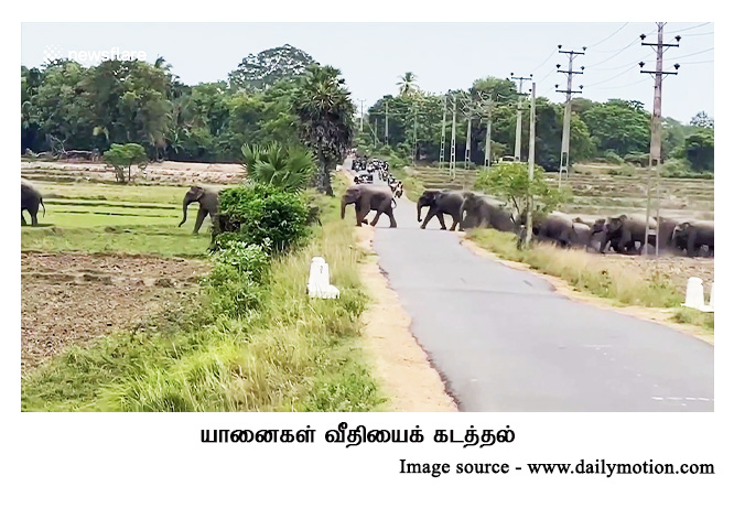 elephants crossing the road