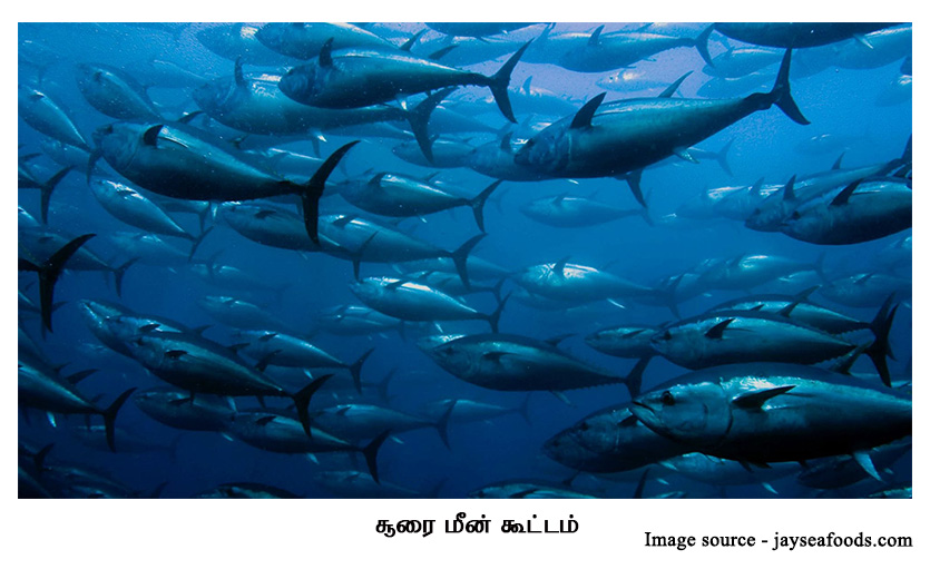 school of Tuna