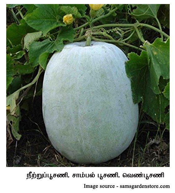 ash gourd