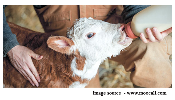 bottle feeding