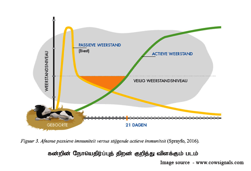 immune lever of cow