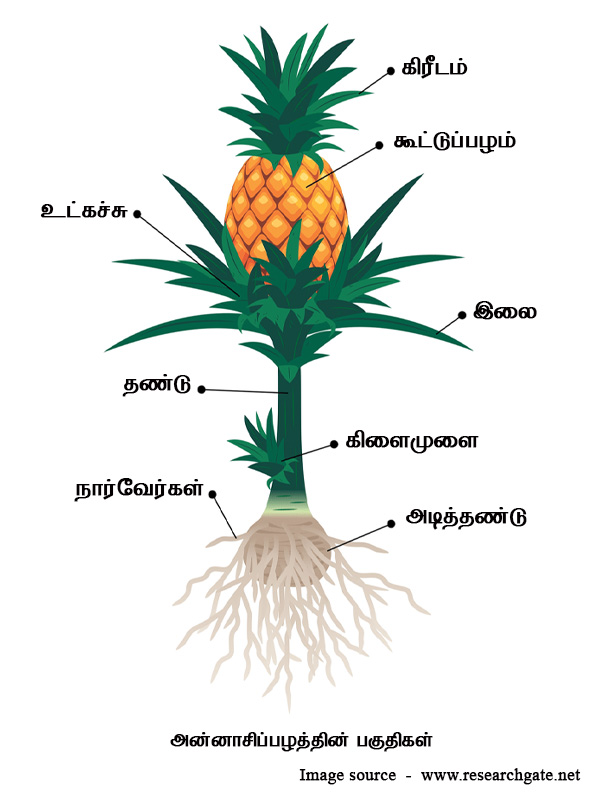 parts of pine apple